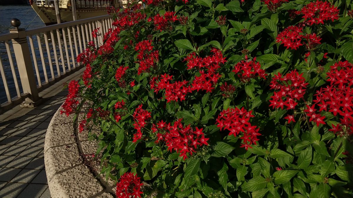 flower along Sumida river